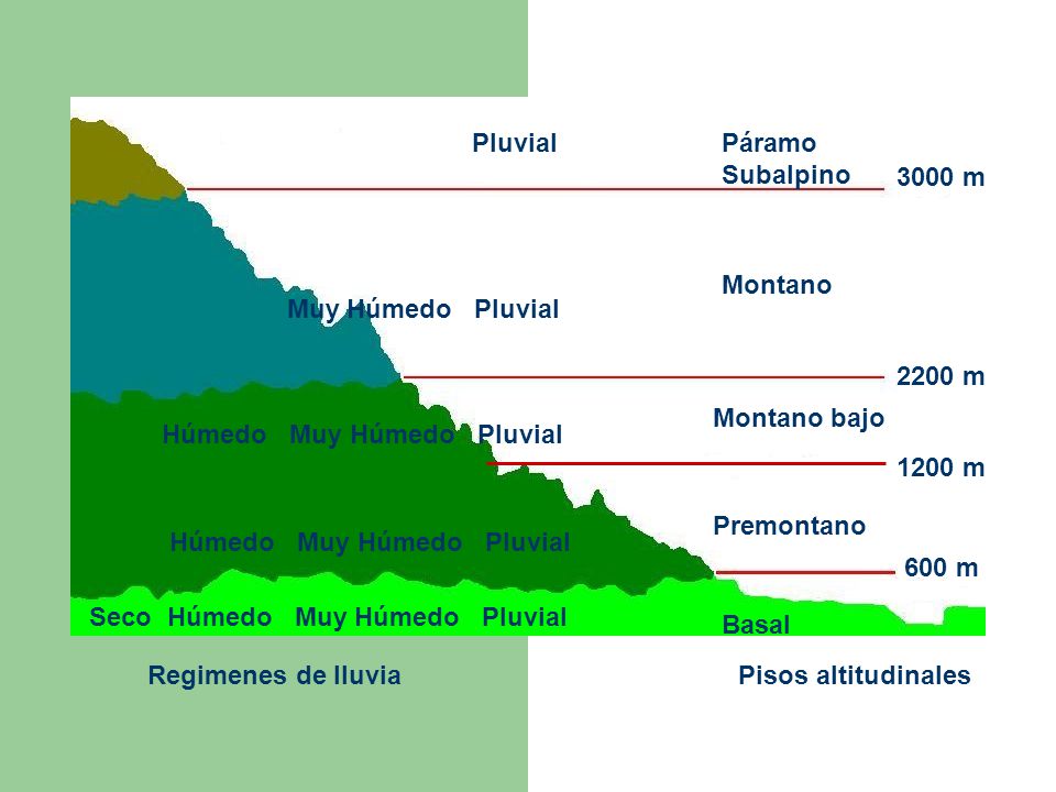 Pluvial Páramo Subalpino m. Montano. Muy Húmedo Pluvial m. Montano bajo. Húmedo Muy Húmedo Pluvial.