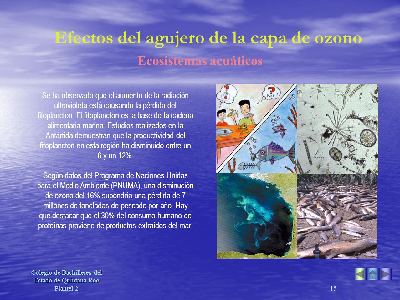 Efectos del agujero de la capa de ozono Ecosistemas acuáticos