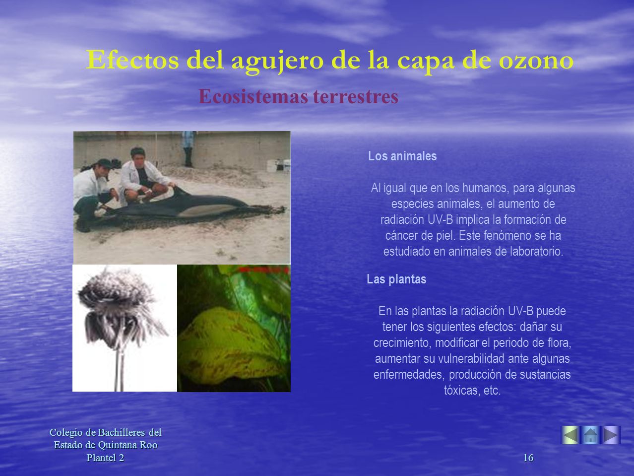 Efectos del agujero de la capa de ozono Ecosistemas terrestres