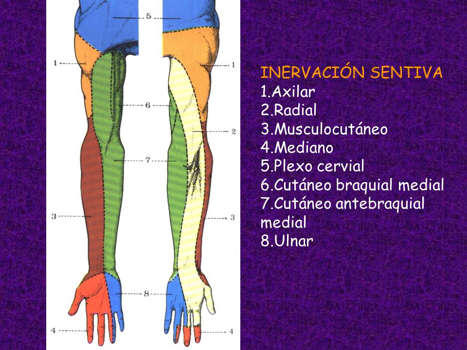 INERVACIÓN SENTIVA 1. Axilar 2. Radial 3. Musculocutáneo 4. Mediano 5