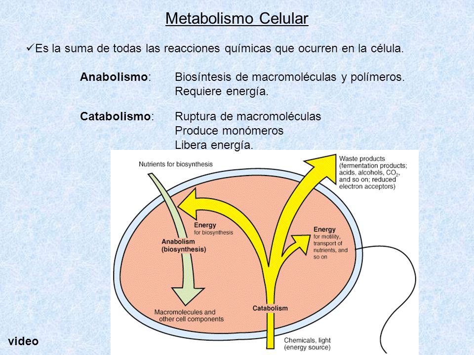 Metabolismo Celular Es la suma de todas las reacciones químicas que ocurren en la célula. Anabolismo: Biosíntesis de macromoléculas y polímeros.
