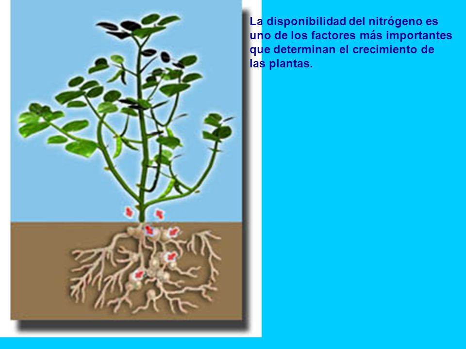 La disponibilidad del nitrógeno es uno de los factores más importantes que determinan el crecimiento de las plantas.