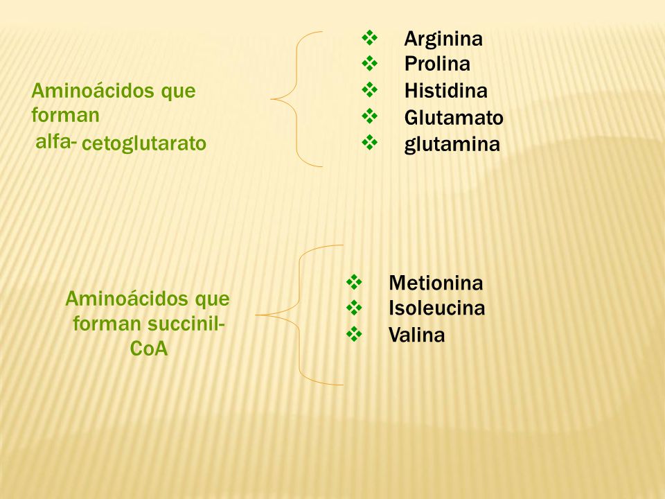  Arginina. Prolina. Histidina. Glutamato. glutamina. Aminoácidos que forman. alfa- cetoglutarato.