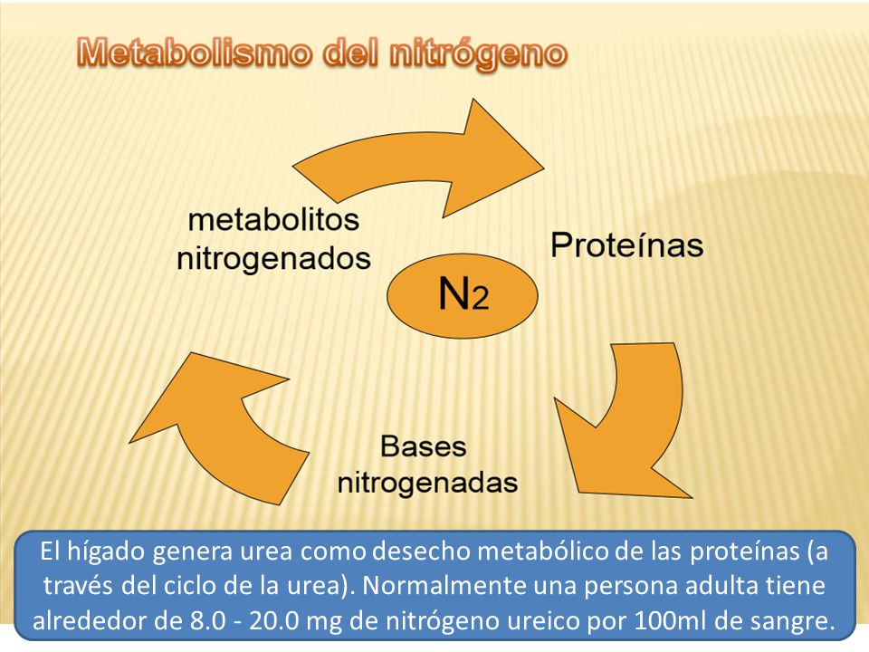 El hígado genera urea como desecho metabólico de las proteínas (a través del ciclo de la urea).