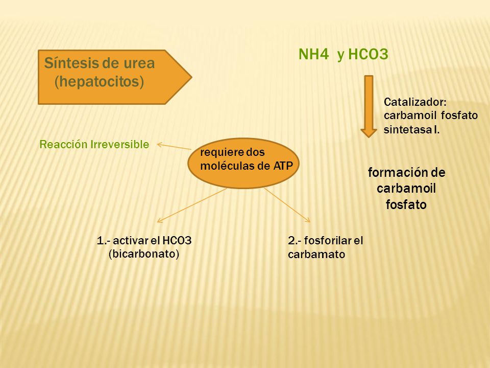 NH4 y HCO3 Síntesis de urea (hepatocitos) formación de carbamoil