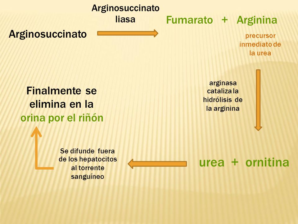urea + ornitina Fumarato + Arginina Arginosuccinato Finalmente se