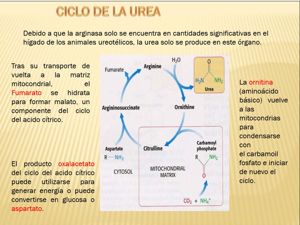 Los ureotélicos son aquellos animales que excretan urea como principal catabolito nitrogenado, es decir, que excretan el exceso de nitrógeno en forma de urea.[1] [2] Son ureotélicos los peces elasmobranquios, los anfibios, los reptiles quelonios y todos los mamíferos (con excepción del dálmata, el cual es uricotélico).[3]