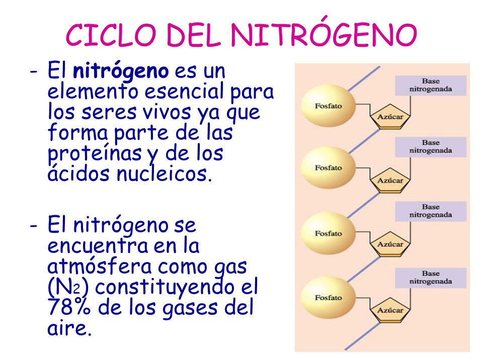 CICLO DEL NITRÓGENO El nitrógeno es un elemento esencial para los seres vivos ya que forma parte de las proteínas y de los ácidos nucleicos.