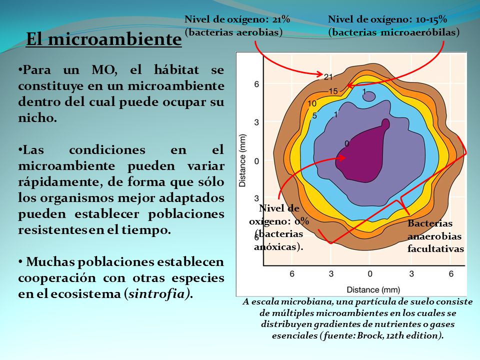 Nivel de oxígeno: 21% (bacterias aerobias) Nivel de oxígeno: 10-15% (bacterias microaeróbilas) El microambiente.