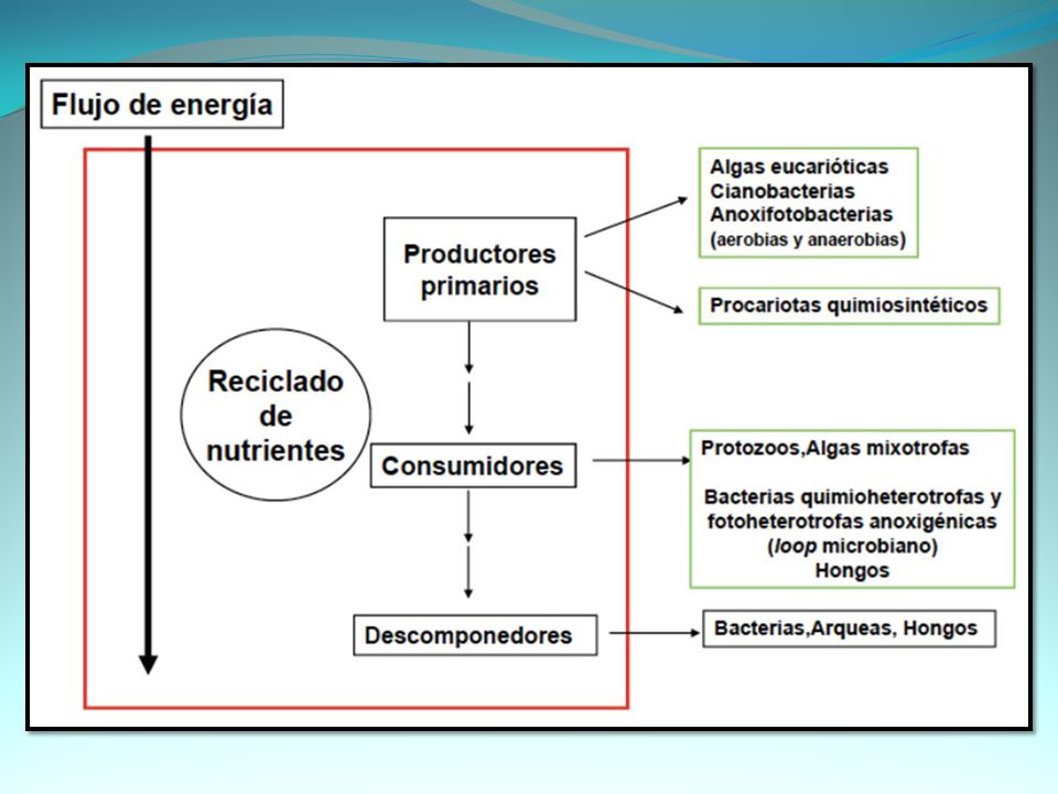 El término mixotrófico puede describir organismos (usualmente algas, bacterias), capaces de obtener energía metabólica tanto de la fotosíntesis como de seres vivos.
