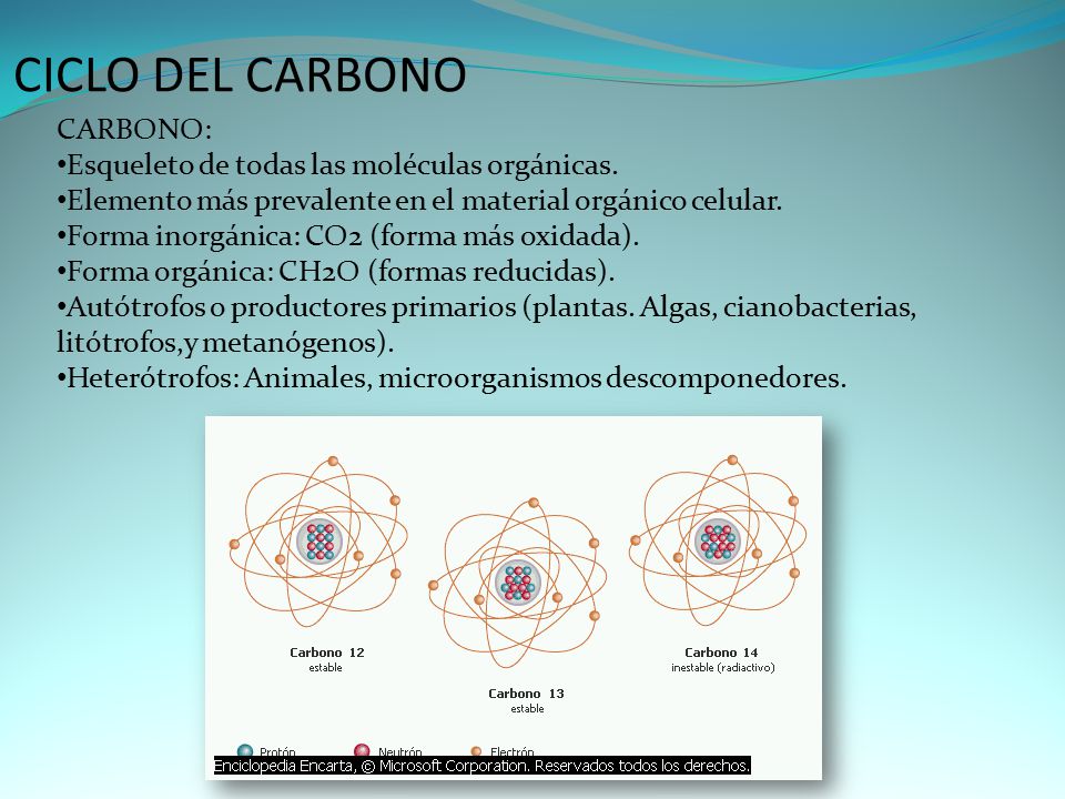 CICLO DEL CARBONO CARBONO: Esqueleto de todas las moléculas orgánicas.