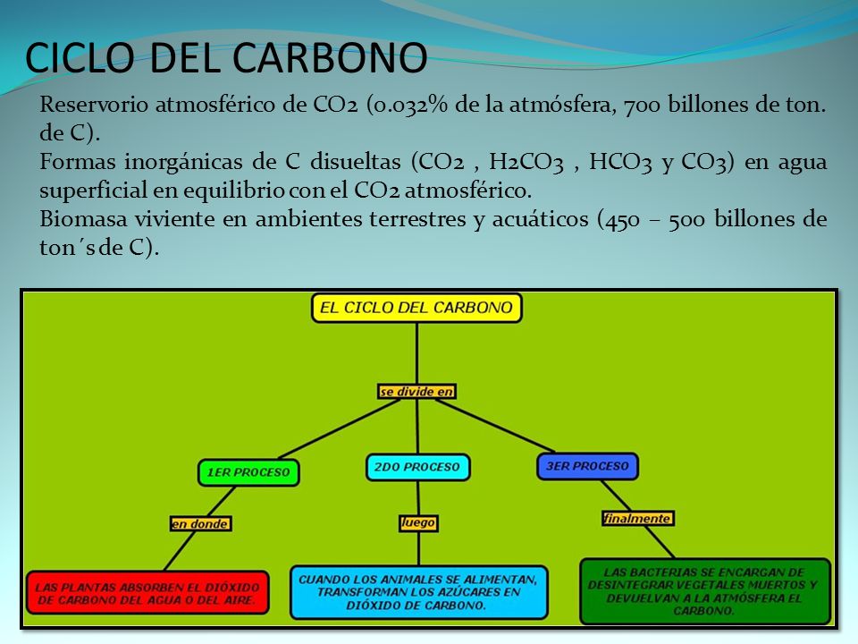 CICLO DEL CARBONO Reservorio atmosférico de CO2 (0.032% de la atmósfera, 700 billones de ton. de C).