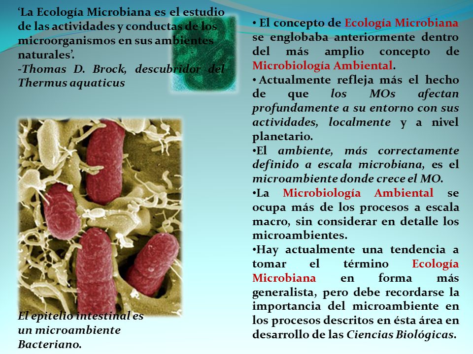 ‘La Ecología Microbiana es el estudio de las actividades y conductas de los