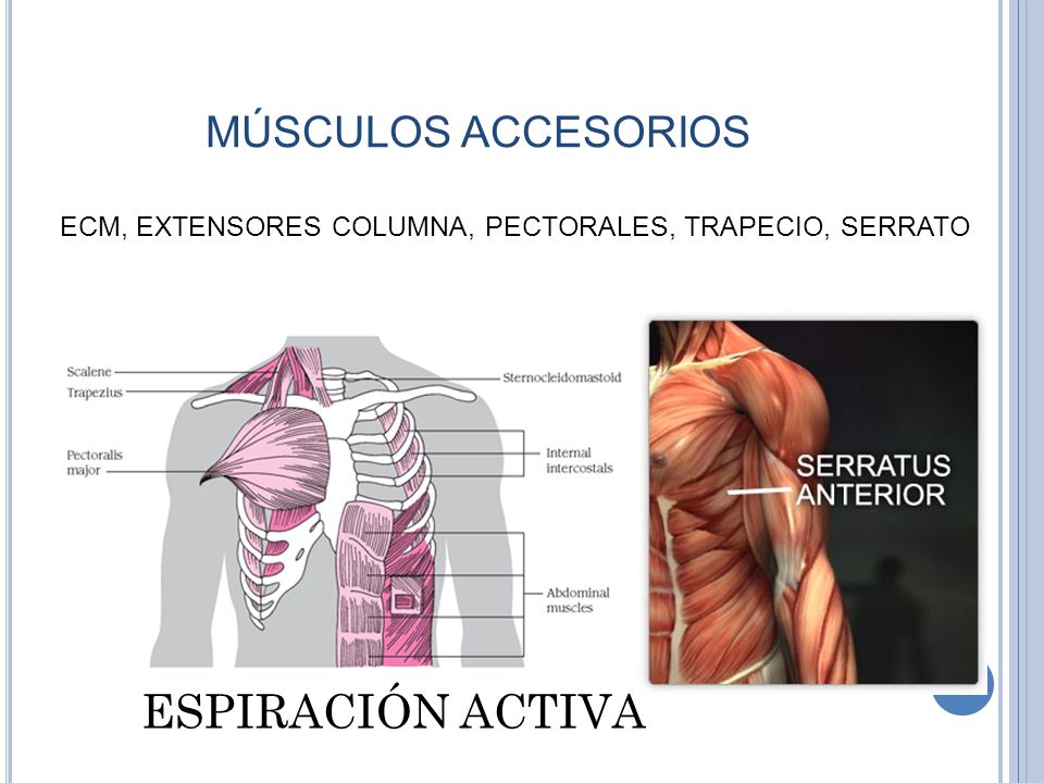 Uso de musculos accesorios en insuficiencia respiratoria