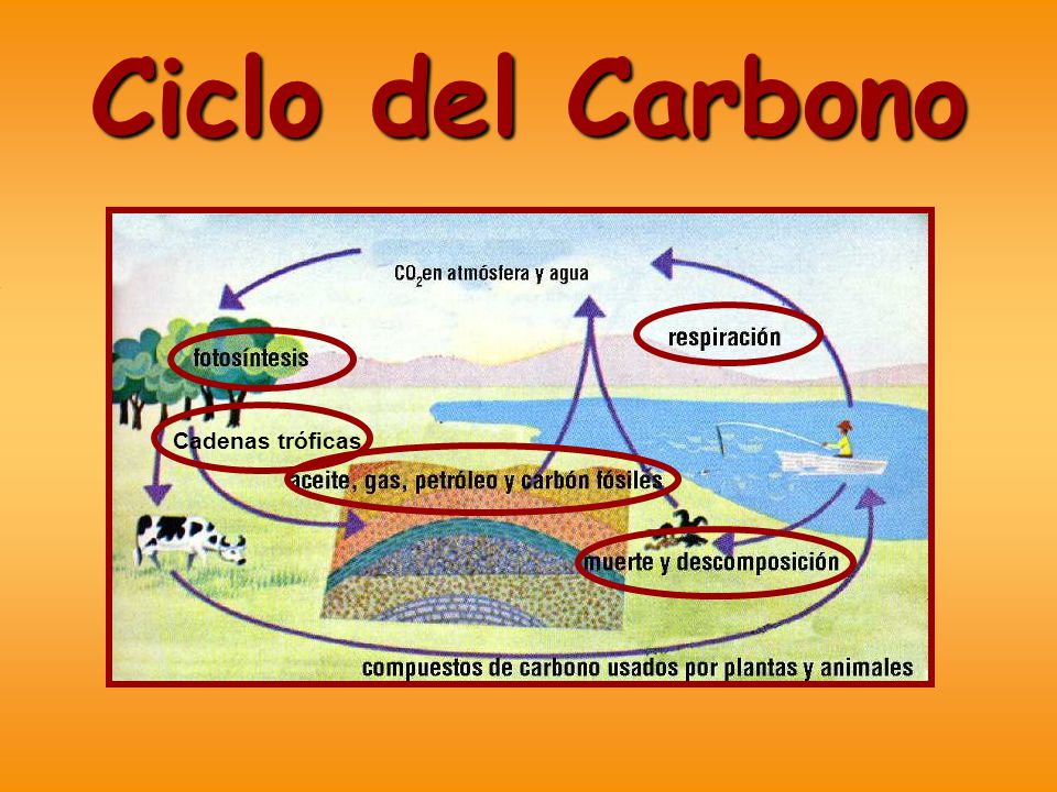 Ciclo del Carbono Diap. 4 Diap. 5 Cadenas tróficas Diap. 5 Diap. 6