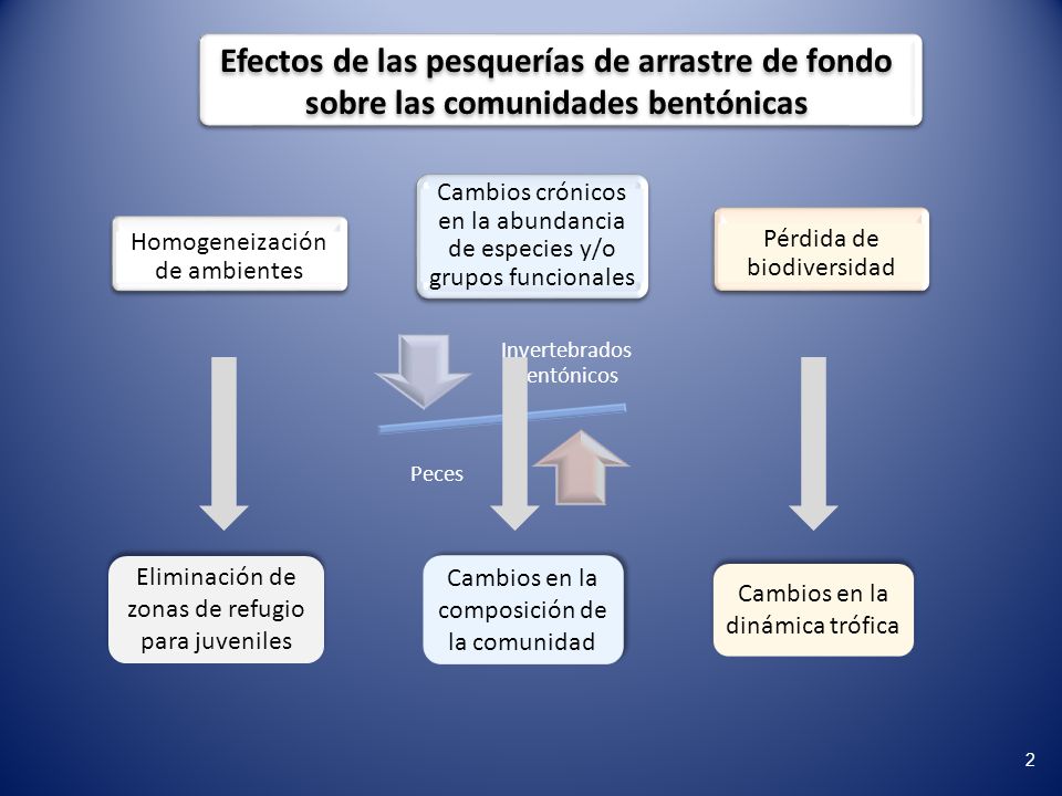Fauna macrobentónica asociada a los fondos de pesca de merluza común en la ZCPAU