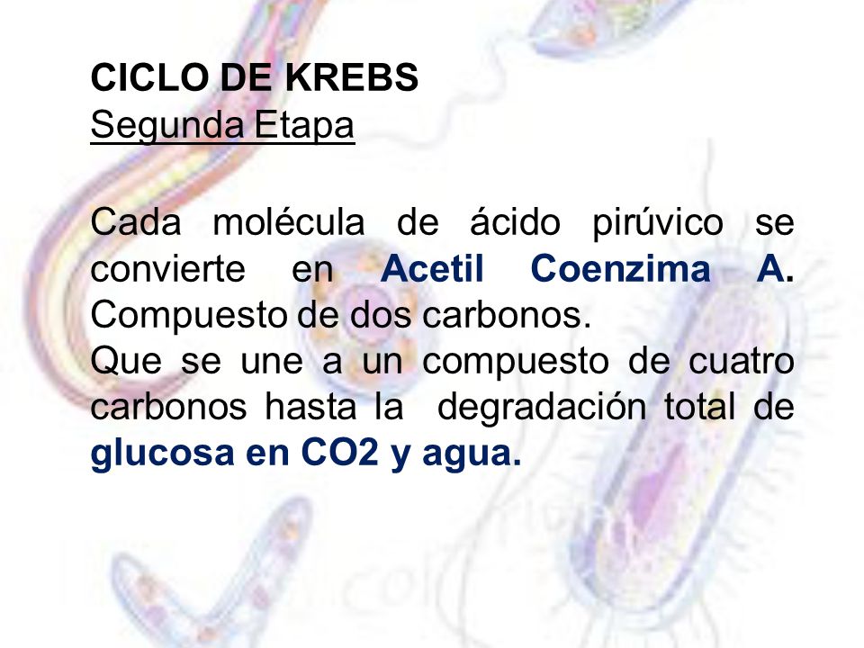 CICLO DE KREBS Segunda Etapa. Cada molécula de ácido pirúvico se convierte en Acetil Coenzima A. Compuesto de dos carbonos.