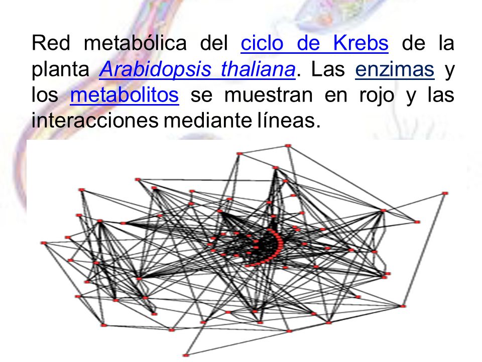 Red metabólica del ciclo de Krebs de la planta Arabidopsis thaliana
