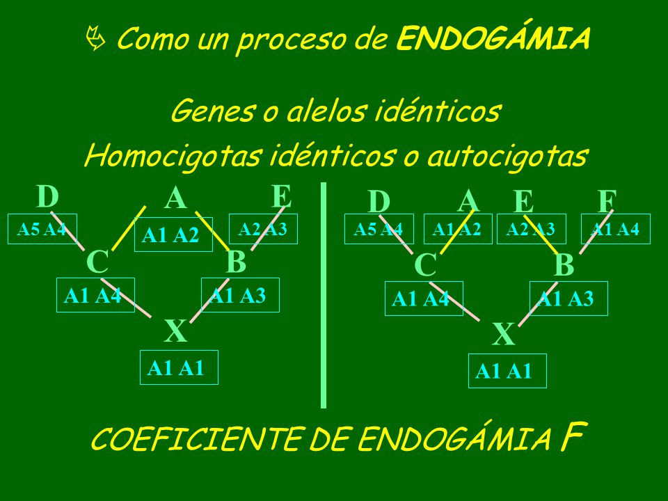 A B C X D E A B C X D E F  Como un proceso de ENDOGÁMIA