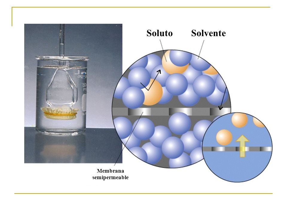 Membrana semipermeable