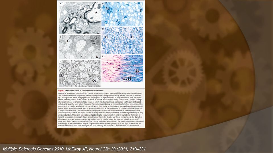 Multiple Sclerosis Genetics 2010, McElroy JP; Neurol Clin 29 (2011) 219–231