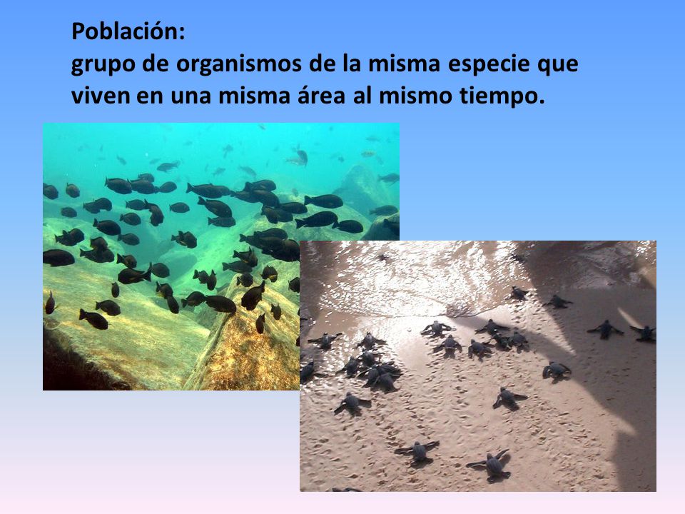 Población: grupo de organismos de la misma especie que viven en una misma área al mismo tiempo.