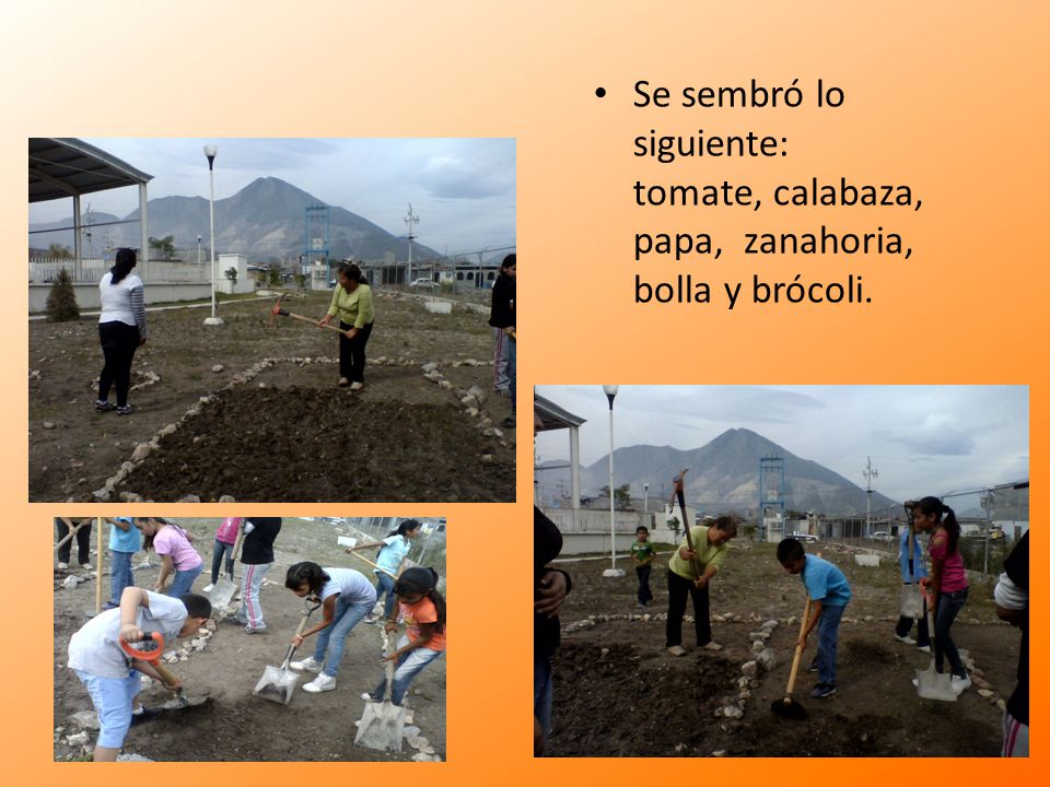 Se sembró lo siguiente: tomate, calabaza, papa, zanahoria, bolla y brócoli.
