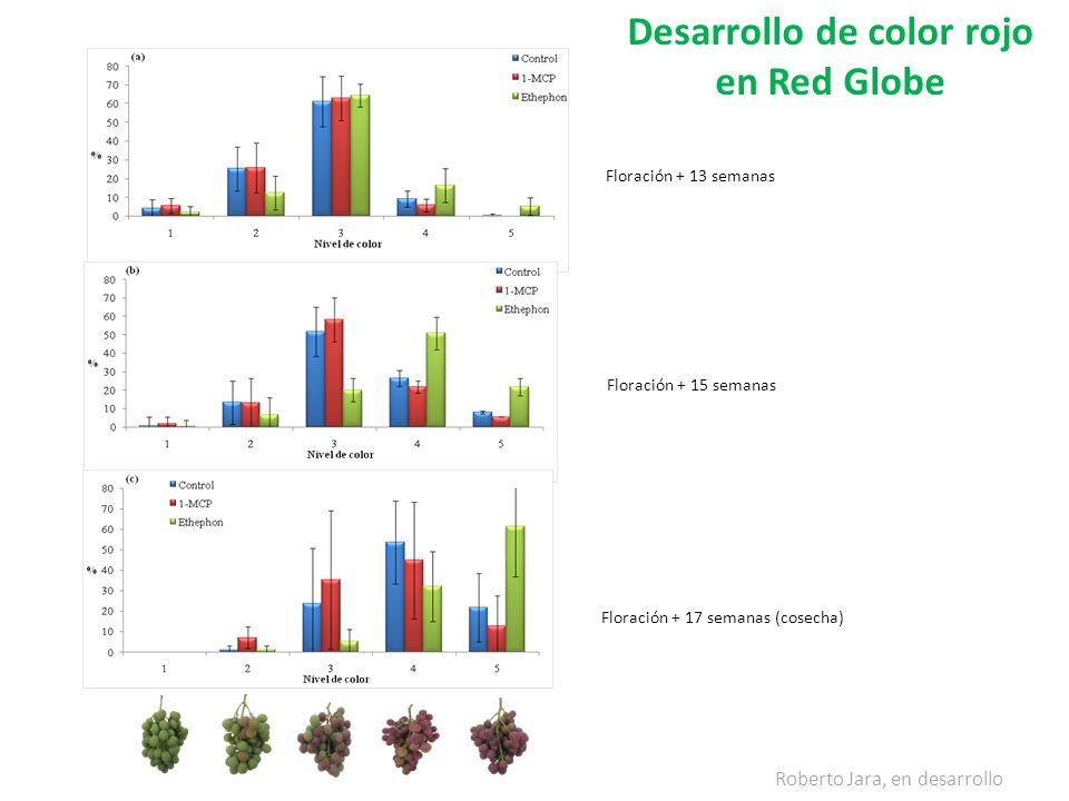 Desarrollo de color rojo en Red Globe