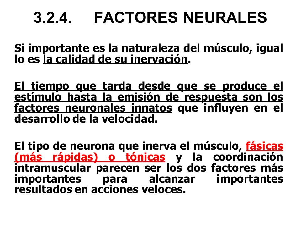 FACTORES NEURALES Si importante es la naturaleza del músculo, igual lo es la calidad de su inervación.