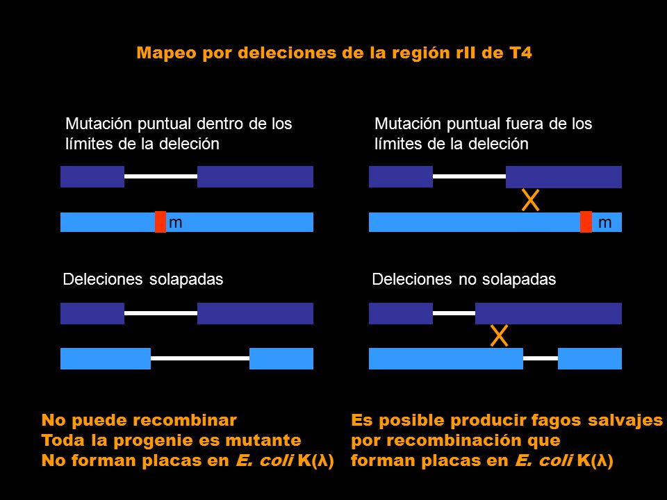 Mapeo por deleciones de la región rII de T4