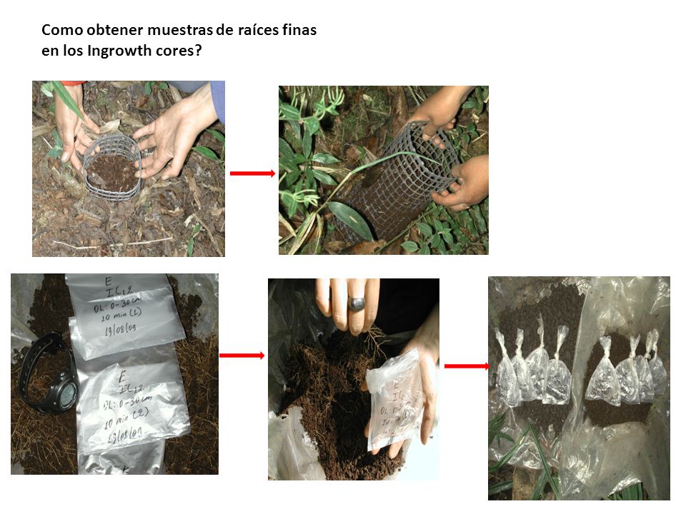 Como obtener muestras de raíces finas en los Ingrowth cores