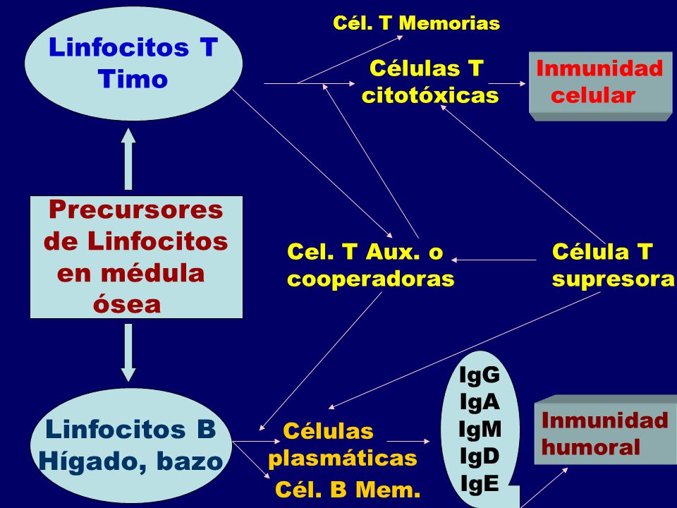 Linfocitos T Timo Precursores de Linfocitos en médula ósea