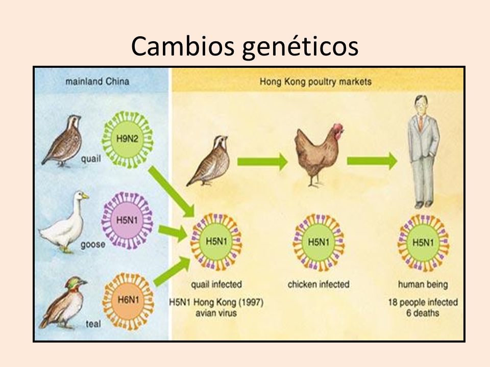 Cambios genéticos