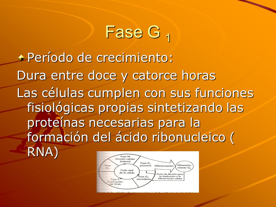 Fase G 1 Período de crecimiento: Dura entre doce y catorce horas