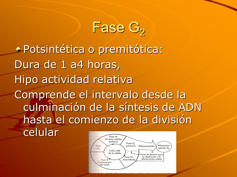 Fase G2 Potsintética o premitótica: Dura de 1 a4 horas,