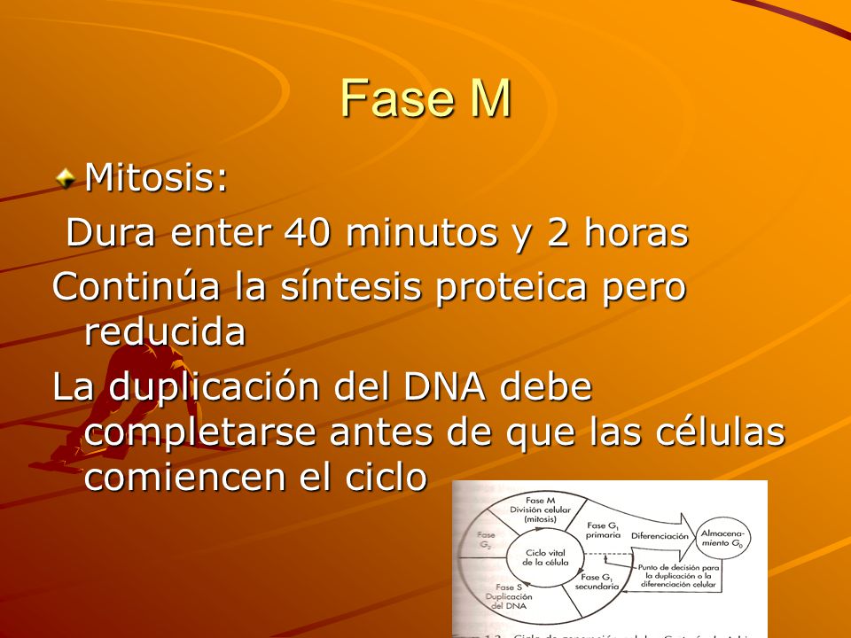 Fase M Mitosis: Dura enter 40 minutos y 2 horas