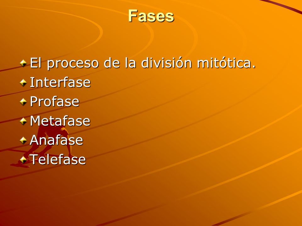 Fases El proceso de la división mitótica. Interfase Profase Metafase
