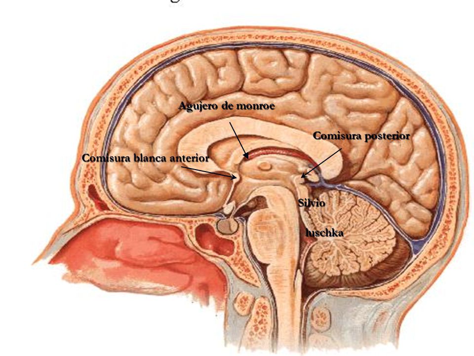 Agujero de monroe Comisura posterior Comisura blanca anterior Silvio luschka
