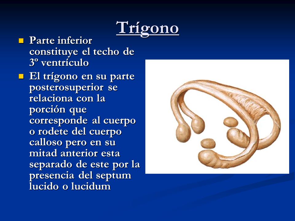 Trígono Parte inferior constituye el techo de 3º ventrículo