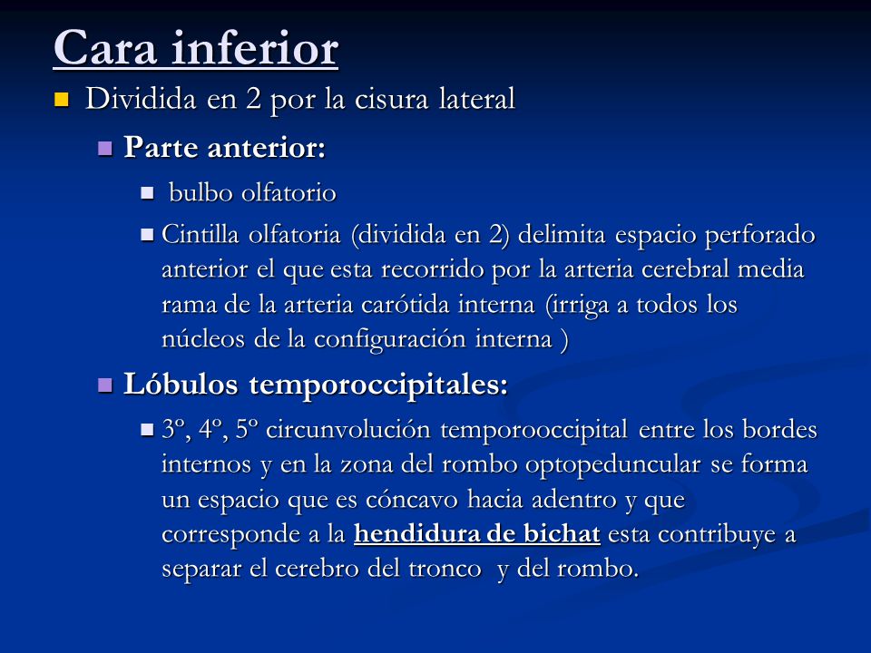 Cara inferior Dividida en 2 por la cisura lateral Parte anterior: