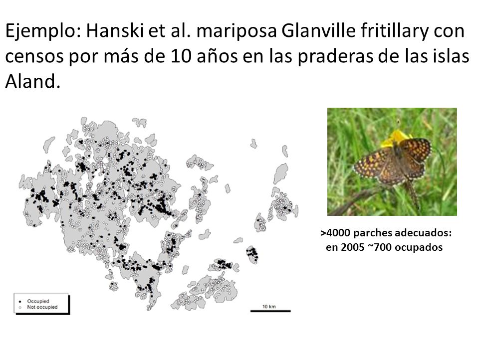 Ejemplo: Hanski et al. mariposa Glanville fritillary con censos por más de 10 años en las praderas de las islas Aland.