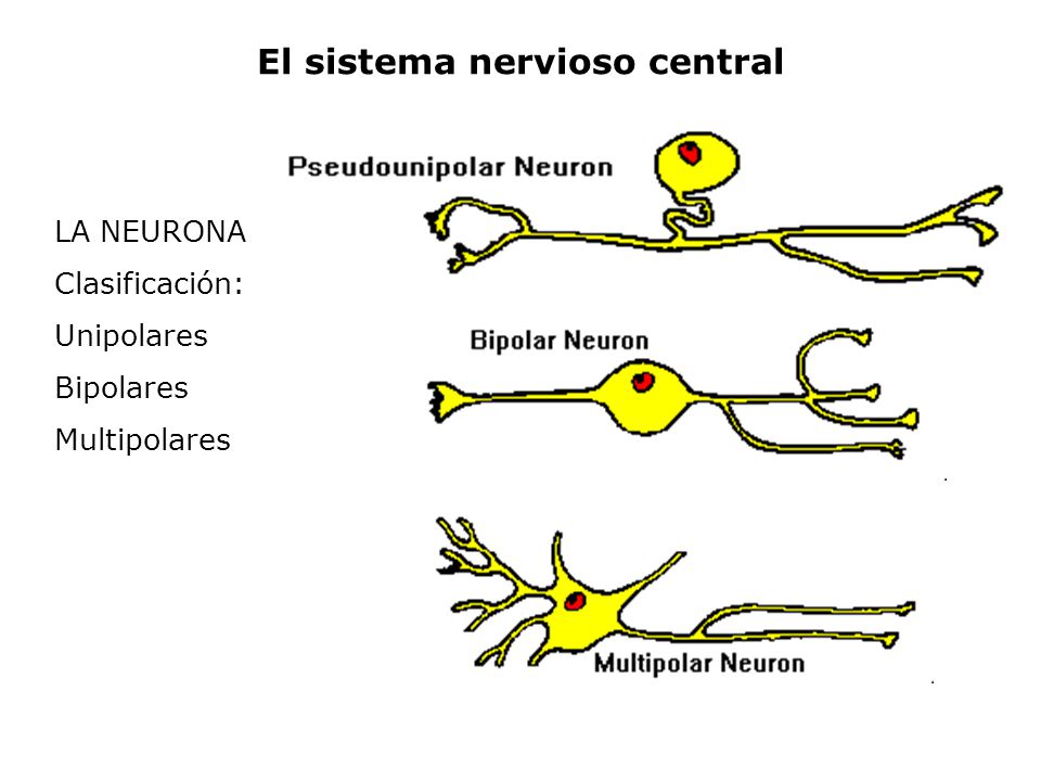 El sistema nervioso central