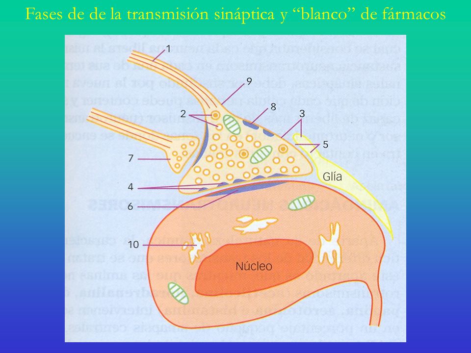 Fases de de la transmisión sináptica y blanco de fármacos