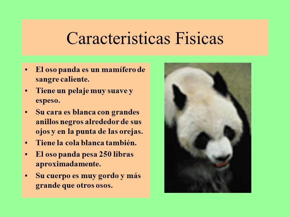Especies en Peligro de Extinción El Oso Panda Panda Gigante - ppt descargar