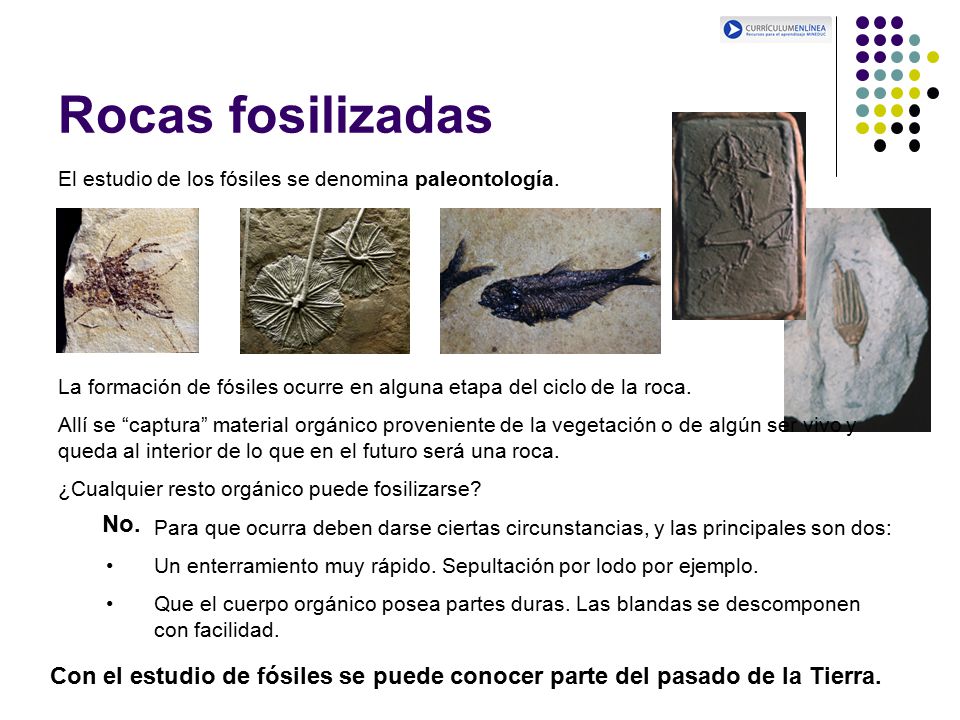 Rocas fosilizadas El estudio de los fósiles se denomina paleontología. La formación de fósiles ocurre en alguna etapa del ciclo de la roca.
