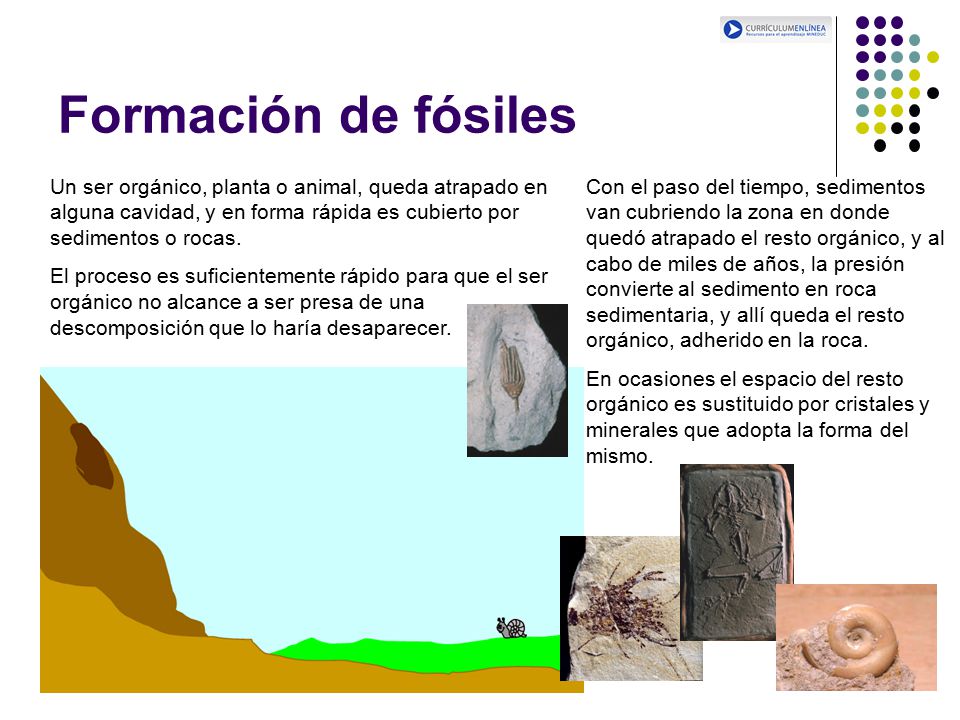 Formación de fósiles Un ser orgánico, planta o animal, queda atrapado en alguna cavidad, y en forma rápida es cubierto por sedimentos o rocas.