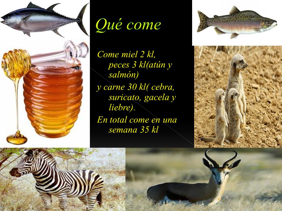 Qué come Come miel 2 kl, peces 3 kl(atún y salmón) y carne 30 kl( cebra, suricato, gacela y liebre).