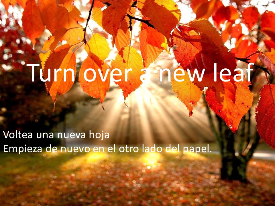 Turn over a new leaf Voltea una nueva hoja Empieza de nuevo en el otro lado del papel.
