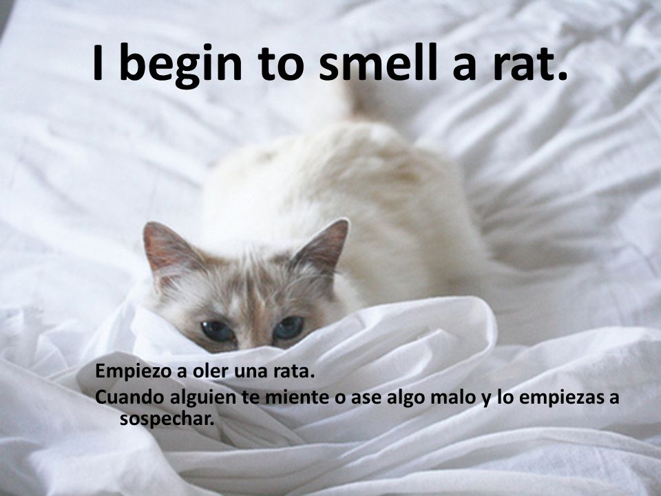 I begin to smell a rat. Empiezo a oler una rata.