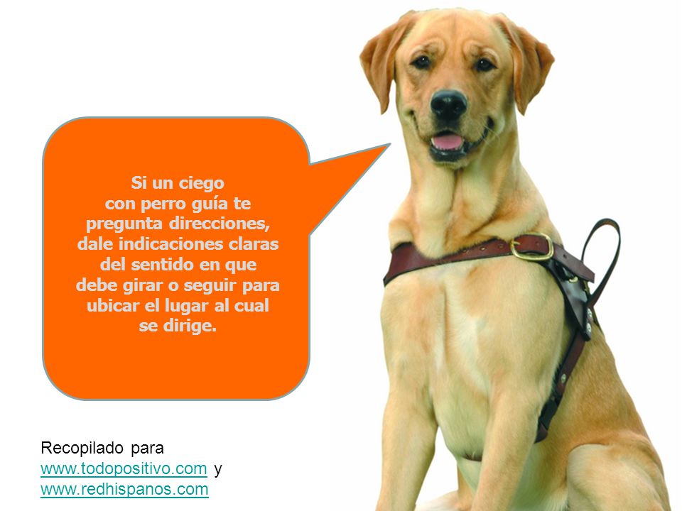 Si un ciego con perro guía te pregunta direcciones, dale indicaciones claras del sentido en que debe girar o seguir para ubicar el lugar al cual se dirige.